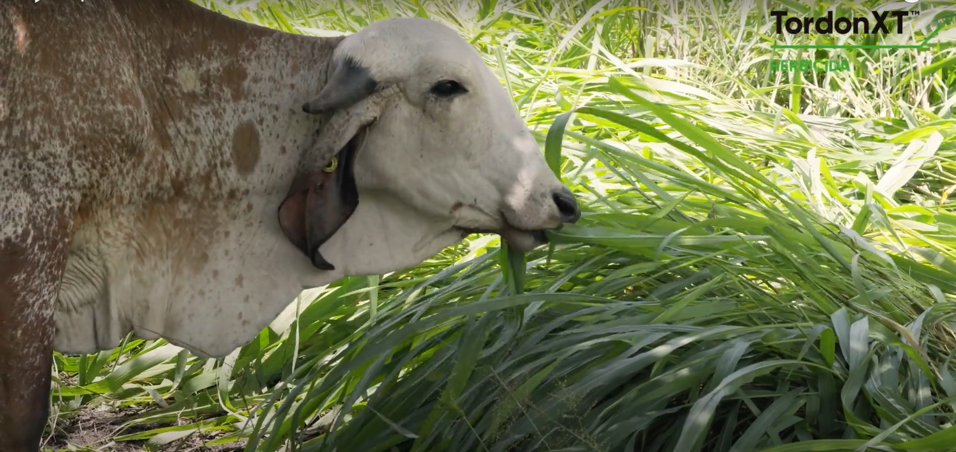 Capítulo 13 fertilización